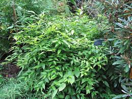 Disporum - Disporum megalanthum