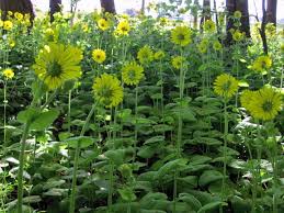 Voorjaarszonnebloem - Doronicum pardalianches