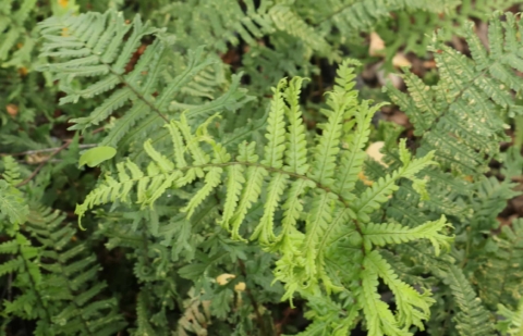 Manvaren - Dryopteris aff. cristata 'The King'