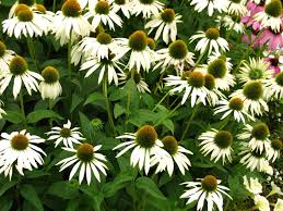 Zonnehoed - Echinacea purpurea 'Alba'