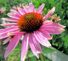 Zonnehoed - Echinacea purpurea 'Magnus'