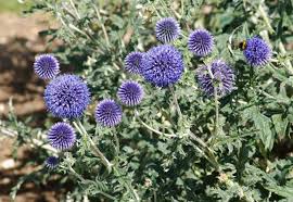 Kogeldistel - Echinops ritro 'Veitch's Blue'