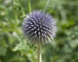 Kogeldistel - Echinops bannaticus 'Taplow Blue'