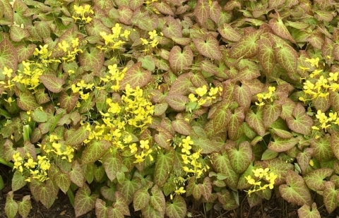 Elfenbloem - Epimedium 'Frohnleiten'