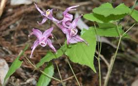 Elfenbloem - Epimedium 'Lilafee'