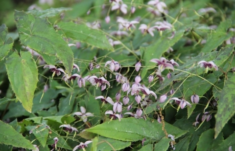 Elfenbloem - Epimedium 'Kaguyahime'