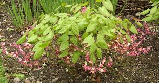 Elfenbloem - Epimedium rubrum
