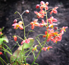 Elfenbloem - Epimedium 'Orange Köningin'
