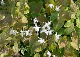 Elfenbloem - Epimedium youngianum 'Niveum'