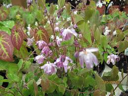 Elfenbloem - Epimedium youngianum 'Roseum'