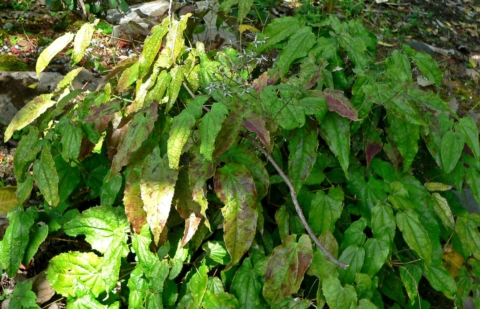 Elfenbloem - Epimedium pubescens