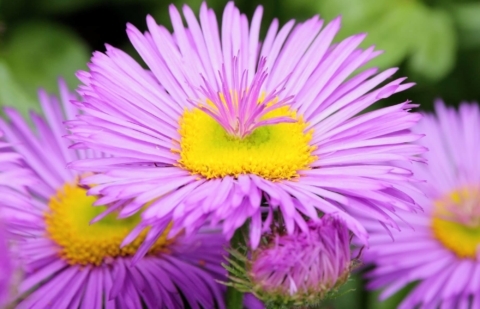 Fijnstraal - Erigeron 'Dunkelste Aller'