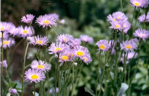 Fijnstraal - Erigeron 'Quakeress'
