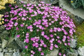 Reigersbek - Erodium var. 'Bischops Form'
