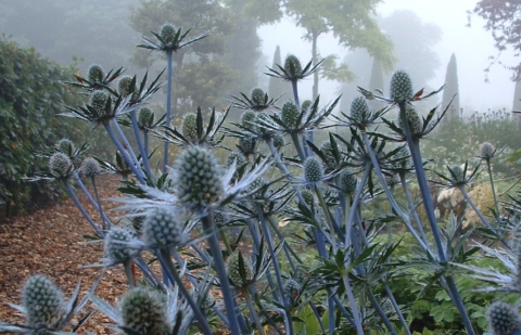 Kruisdistel - Eryngium 'Jos Eyking' 