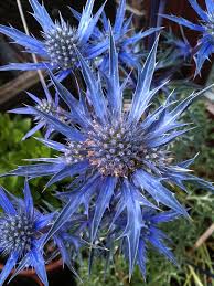 Kruisdistel - Eryngium bourqatii 'Big Blue'