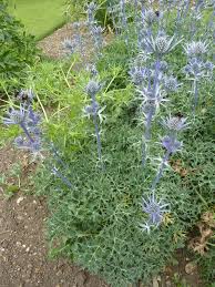 Kruisdistel - Eryngium bourqatii