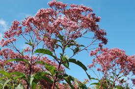 Koninginnekruid, leverkruid - Eupatorium maculatum 'Glutball'