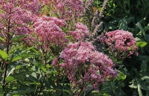 Koninginnekruid, leverkruid - Eupatorium maculatum 'Phantom'