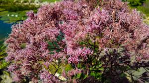 Koninginnekruid, leverkruid - Eupatorium maculatum 'Riesenschirm'