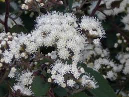 Koninginnekruid, leverkruid - Eupatorium rugosum 'Chocolate'