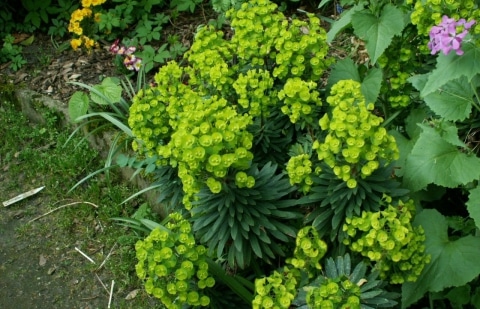 Wolfsmelk - Euphorbia amygdaloides 'Robbiae'
