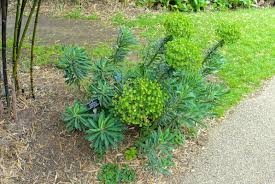 Wolfsmelk - Euphorbia characias 'Humpty Dumpty'