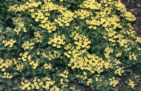 Wolfsmelk - Euphorbia cyparissias 'Fens Ruby'