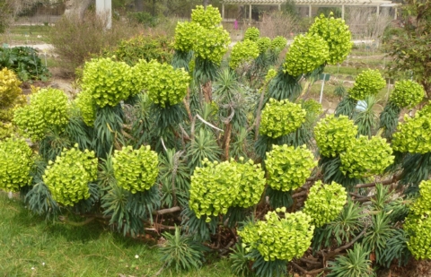 Wolfsmelk - Euphorbia characias 'Wulfenii'