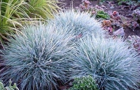 Zwenkgras - Festuca glauca 'Elijah Blue'