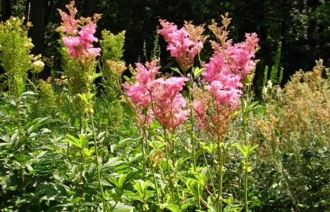Moerasspirea - Filipendula rubra 'Venusta'