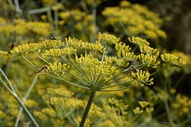 Venkel - Foeniculum vulgare