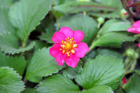 Bosaardbei - Fragaria Stickbolwi (Lipstick)