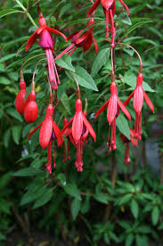 Bellenplant - Fuchsia 'David'