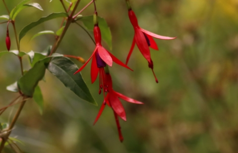 Bellenplant - Fuchsia 'Fuchsiaberry' 