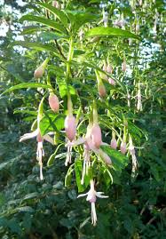 Bellenplant - Fuchsia magelanica 'Alba'