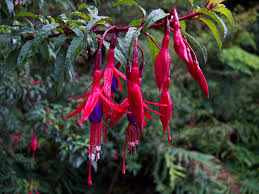 Bellenplant - Fuchsia 'Riccartonii'