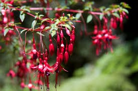 Bellenplant - Fuchsia magellanica 'Gracilis'