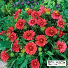 Kokardebloem - Gaillardia 'Burgunder'