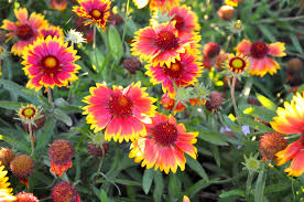 Kokardebloem - Gaillardia 'Kobold'