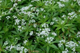 Lievevrouwebedstro - Galium odoratum