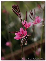 Prachtkaars - Gaura lindheimeri 'Sunset Dreams'