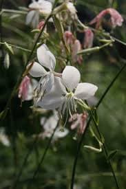 Prachtkaars - Gaura lindheimeri 'Whirling Butterflies'