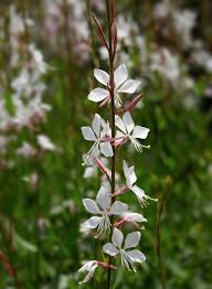 Prachtkaars - Gaura lindheimeri 'Short Form'