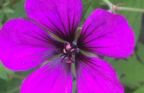 Ooievaarsbek - Geranium 'Ann Folkard'