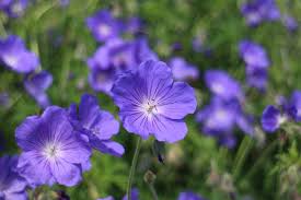 Ooievaarsbek - Geranium 'Azure Rush'
