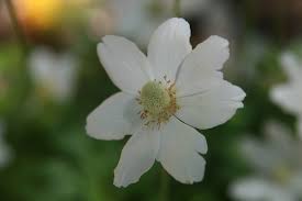 Ooievaarsbek - Geranium 'Chocolate Candy'