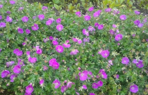 Ooievaarsbek - Geranium sanguineum 'Max Frei'