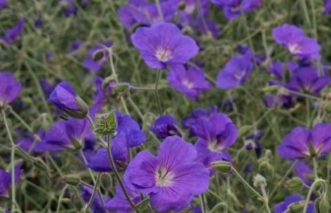 Ooievaarsbek - Geranium 'Orion'
