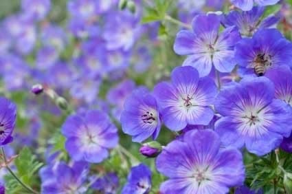 Ooievaarsbek - Geranium 'Rozanne'